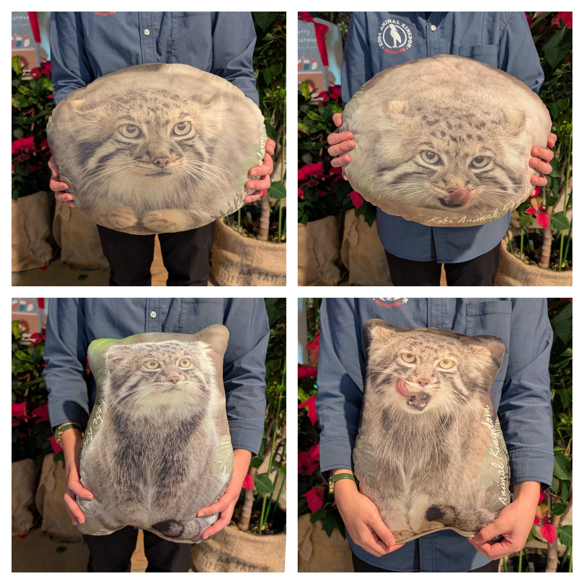 Ｆ　高級Musk3セット秘宝、ツタンカーメン、セト、アヌビスGチケット適用 ダイカットクッション マヌルネコ アズ | 神戸どうぶつ王国NS