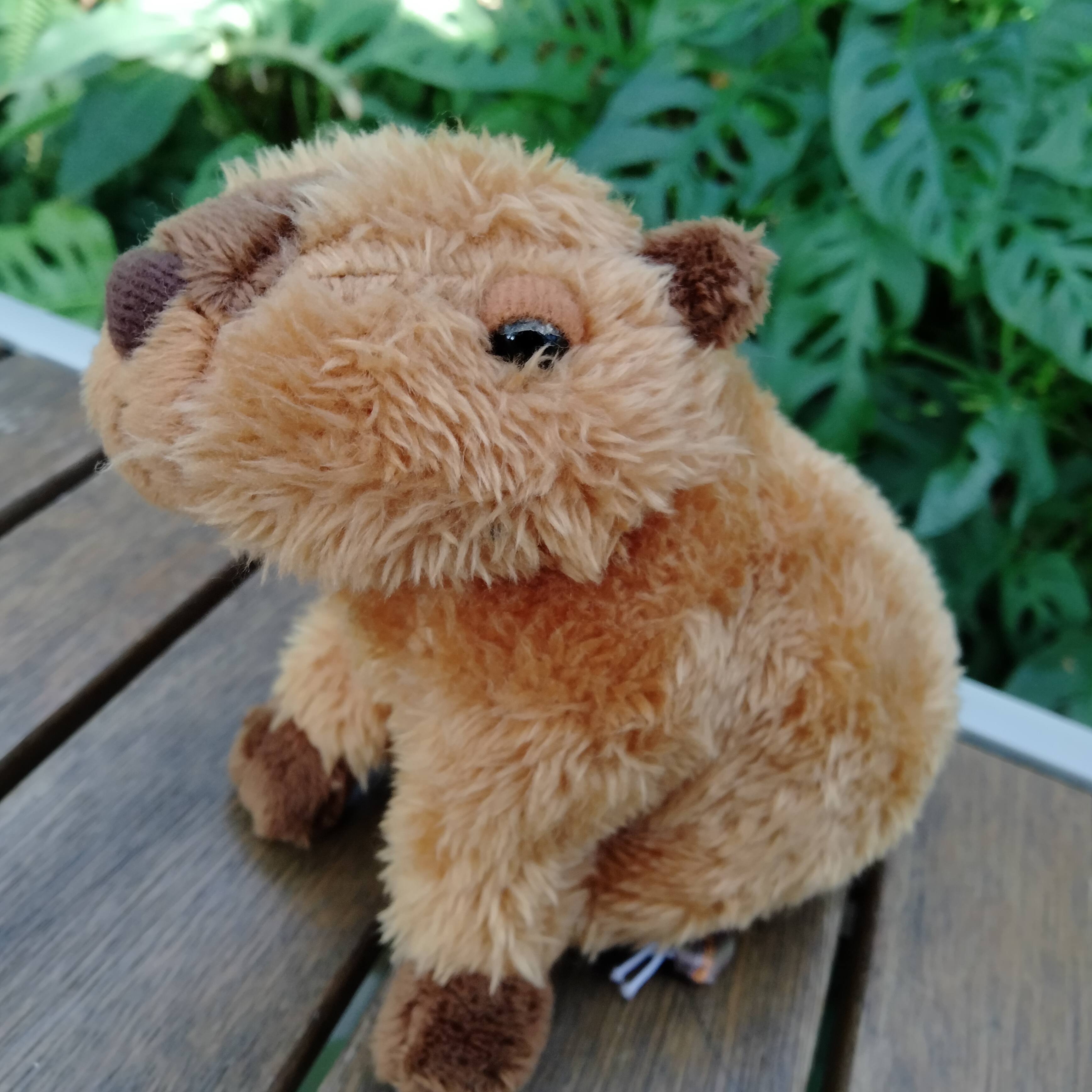 カピバラ Amazon.co.jp: カピバラ 小さなカピバラ (ヘアスタイル