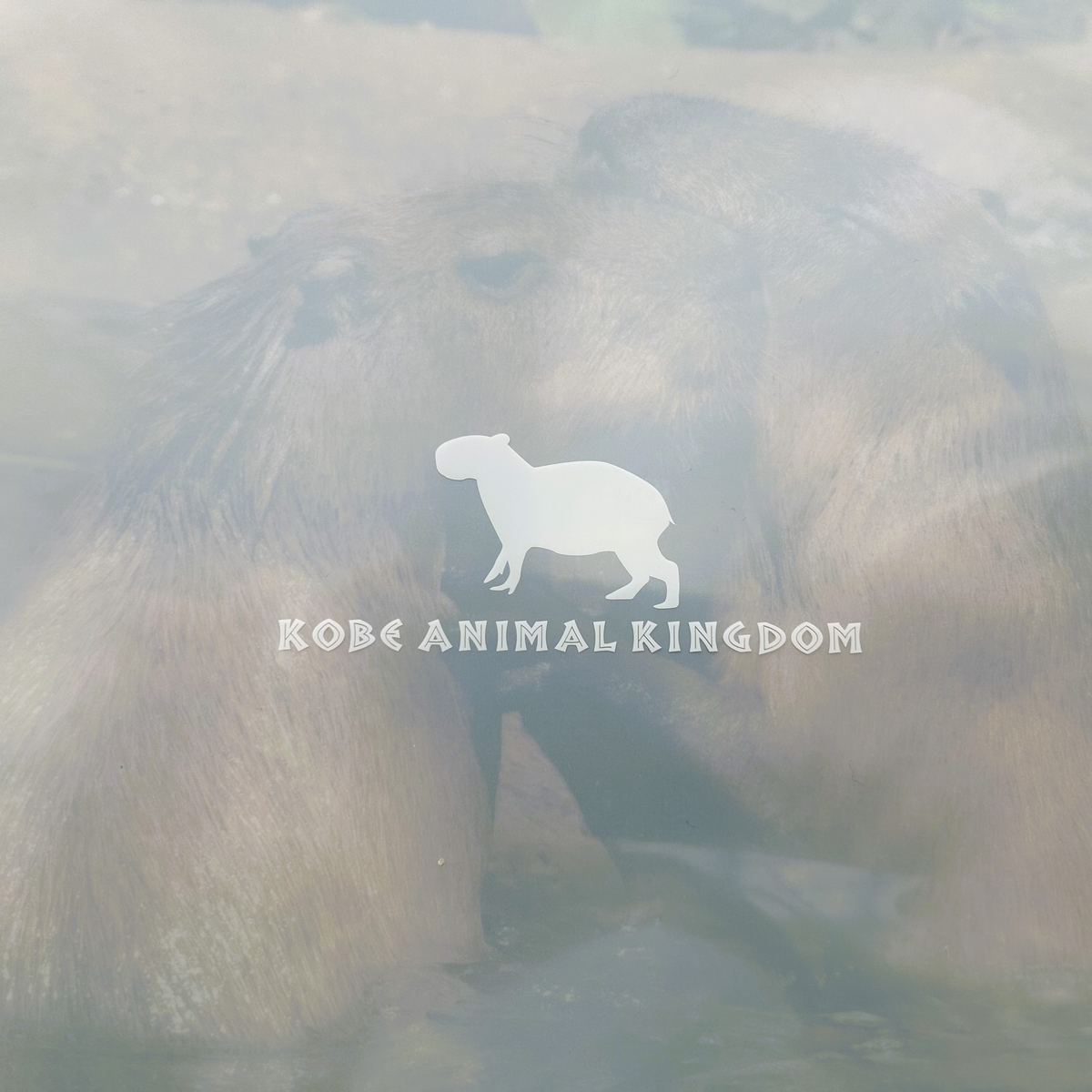 A4クリアファイル なかよしカピバラ | 神戸どうぶつ王国NS