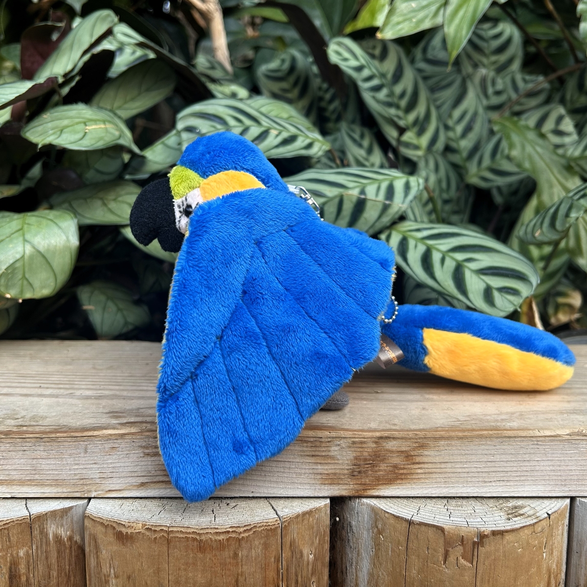 ルリコンゴウインコ ボールチェーン | 神戸どうぶつ王国NS