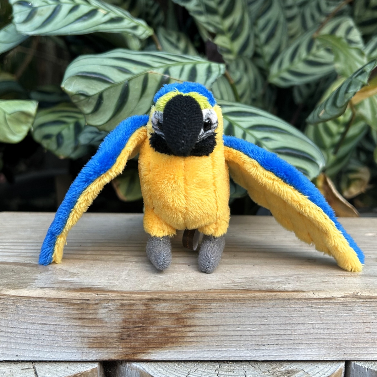 ルリコンゴウインコ ストラップ | 神戸どうぶつ王国NS