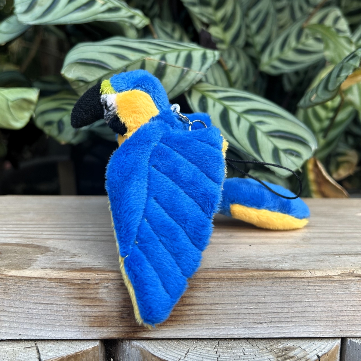 ルリコンゴウインコ ストラップ | 神戸どうぶつ王国NS