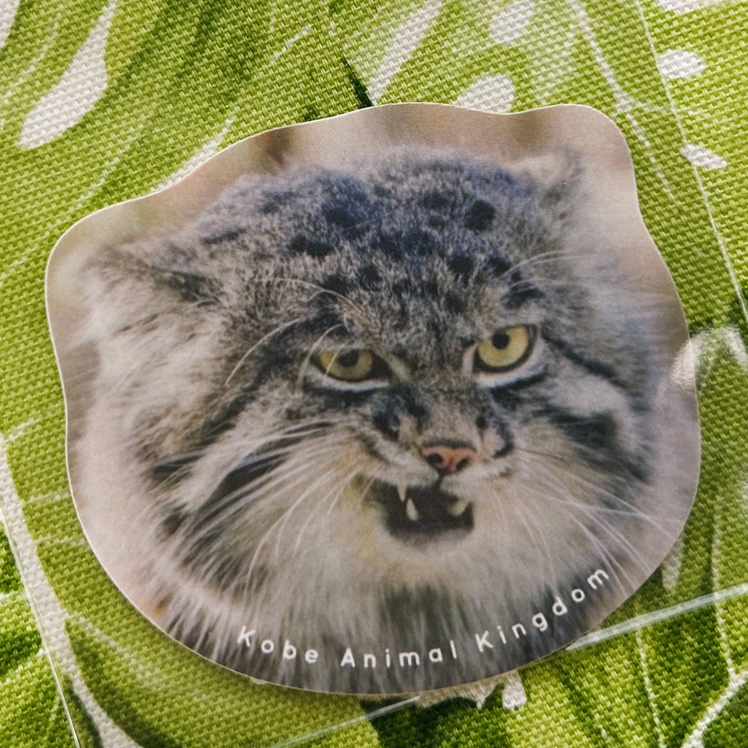 ダイカットステッカー メンチ切るマヌルネコ | 神戸どうぶつ王国NS