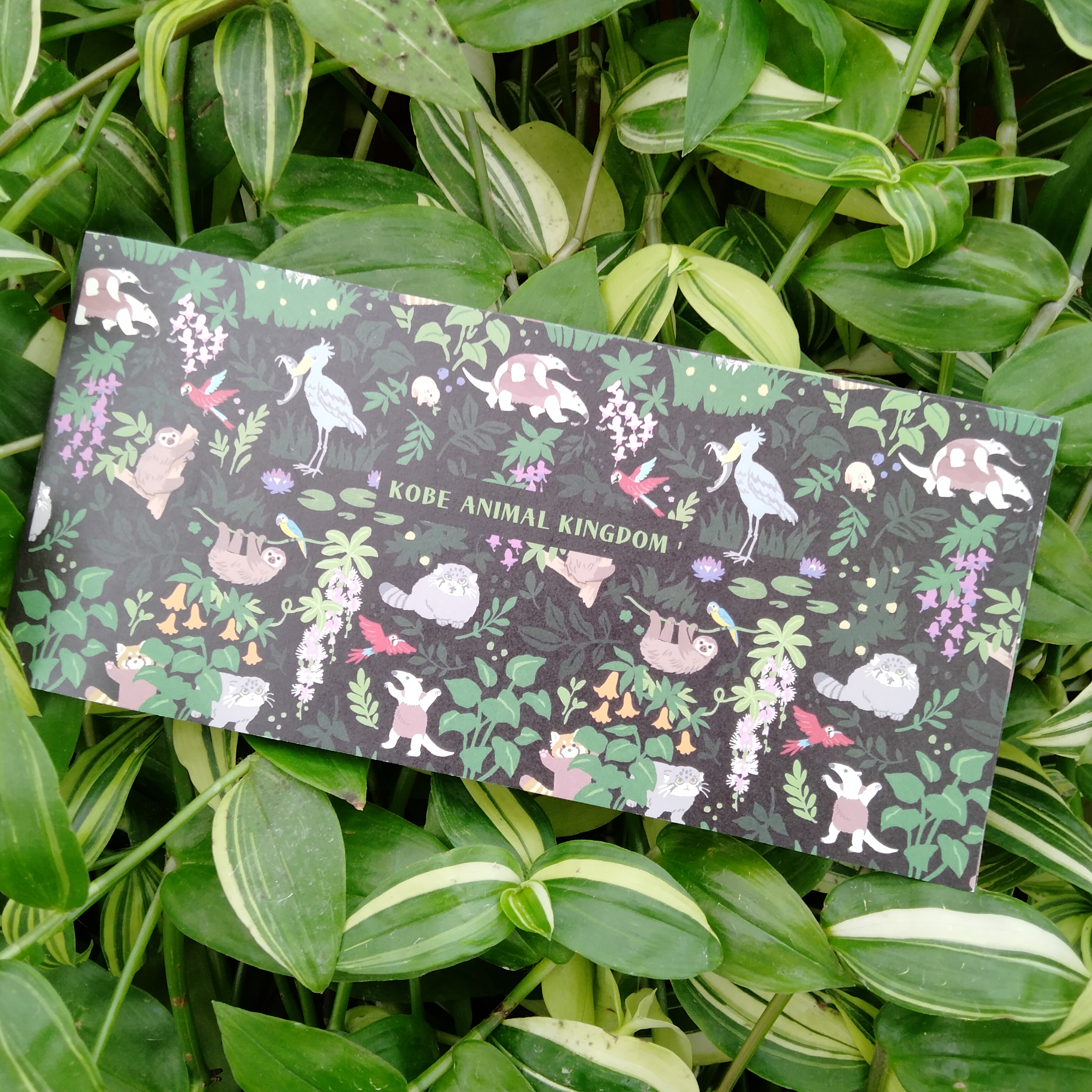 一筆箋 シャムドクチュール黒 王国動植物テキスタイル柄 | 神戸