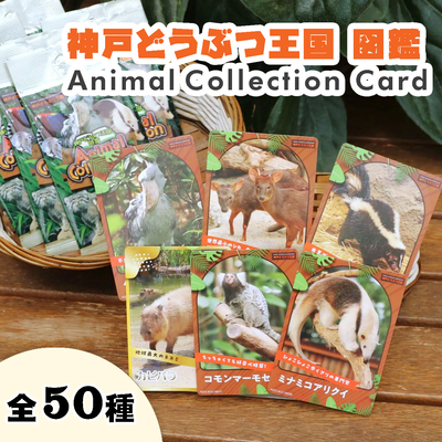 ≪神戸どうぶつ王国 図鑑≫ Animal Collection Card　（1パック3枚入り）　全50種