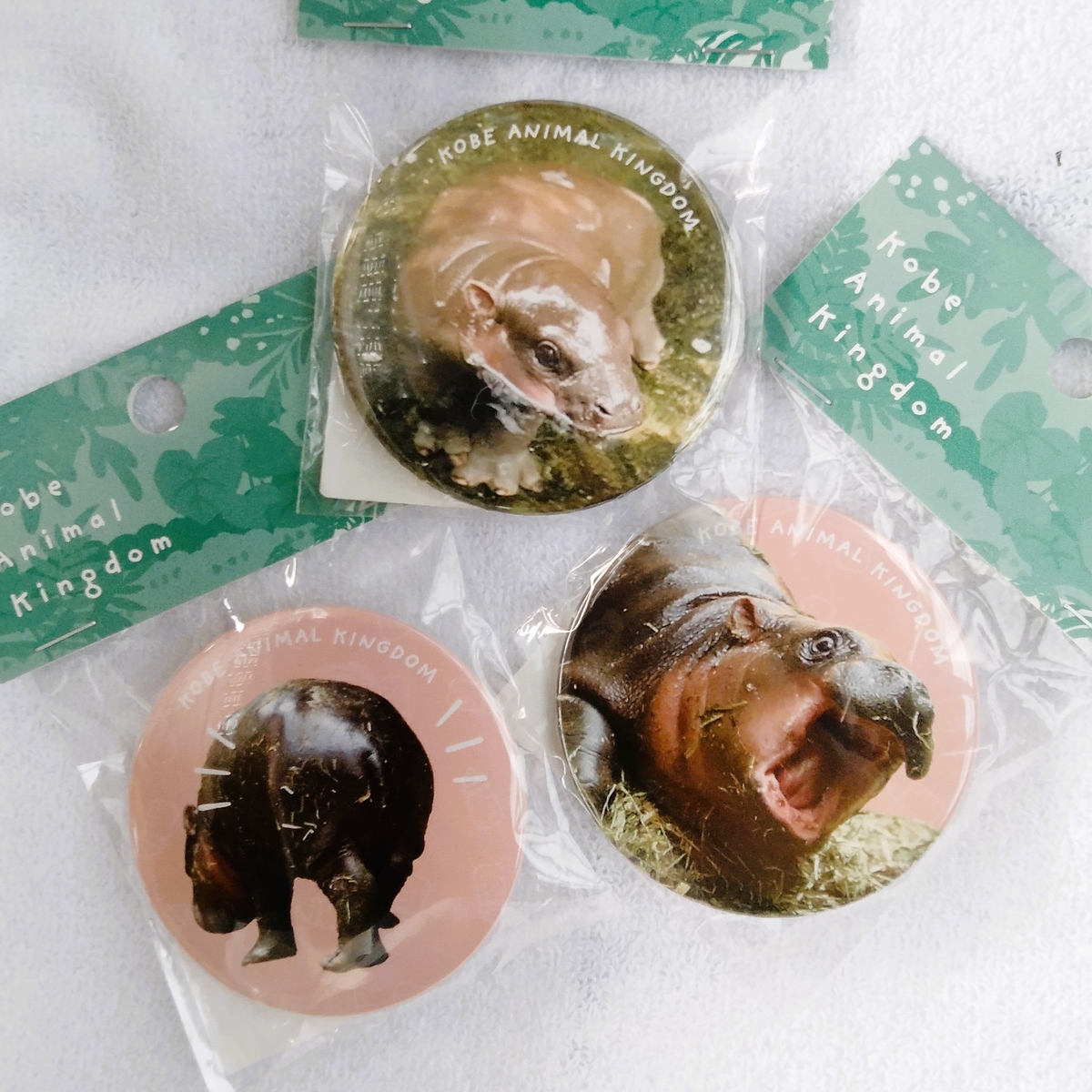 缶バッジ54㎜ コビトカバ ウタ あくび | 神戸どうぶつ王国NS