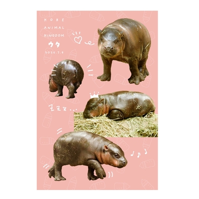 ポストカード　コビトカバ　ウタいっぱい