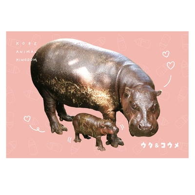 ポストカード　コビトカバ親子　ぴったりひっつきむし