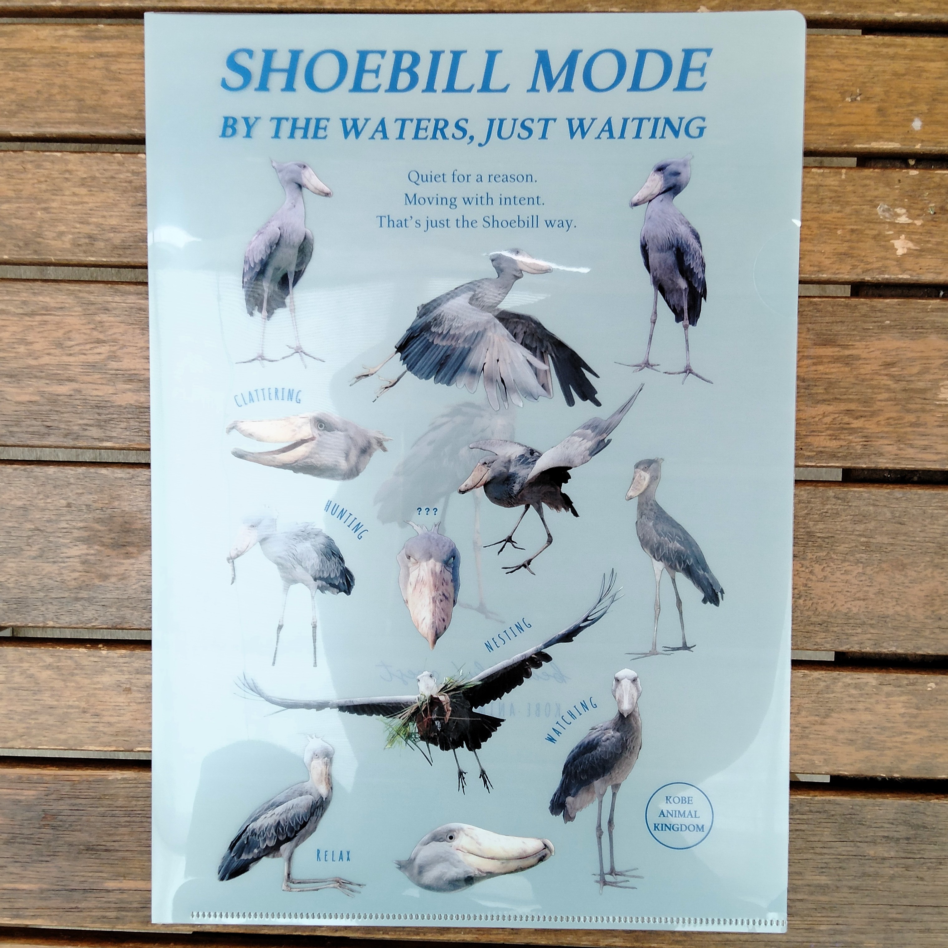 A4クリアファイル MODE ハシビロコウ | 神戸どうぶつ王国NS