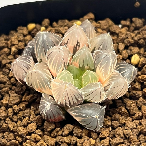 13J ハオルチア 多肉植物 姫オブツーサ錦 自家繁殖 ハオルチア