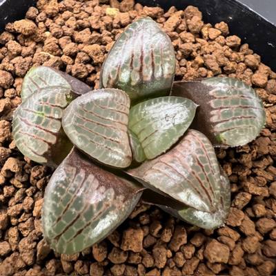 7-6 実生苗　麗華(スプリング交配種×コンプト)×麗華水晶(麗華×N水晶コンプト)