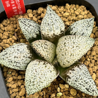 9-16 実生苗　銀河ピクタN1(銀河ピクタ実生選抜)×雪氷麗(雪化粧×氷麗)