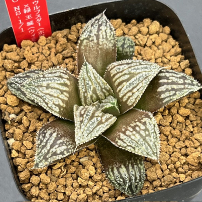 10-20 実生苗 ウルフスター(ホワイトウルフ×ロンバートスター)×緑王城(ウィミー交配特選)NS-1/1