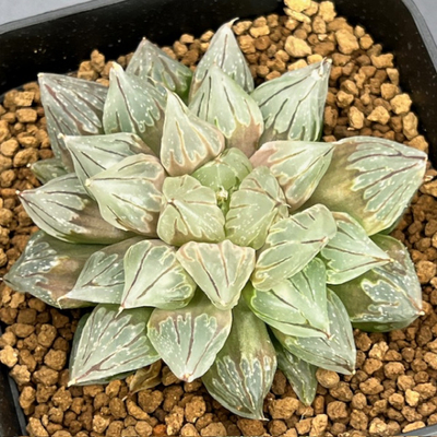 10-21 紫肌系ミュータント H.gordoniana(Wilgerfontein)×ミュータントピグマエア