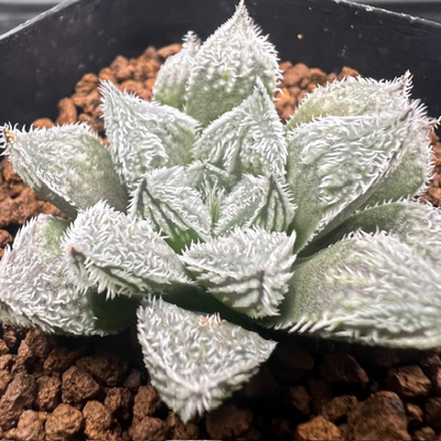 1-1 実生苗　紫雪の妖精(Cベヌスタ×雪の妖精)×雪姫(クリスティー×粉雪)