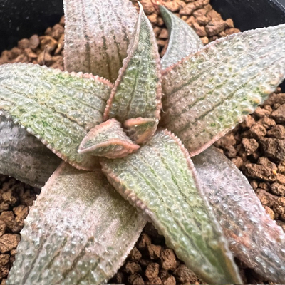 1-2 Koelmaniorum Hyb 'Boros'