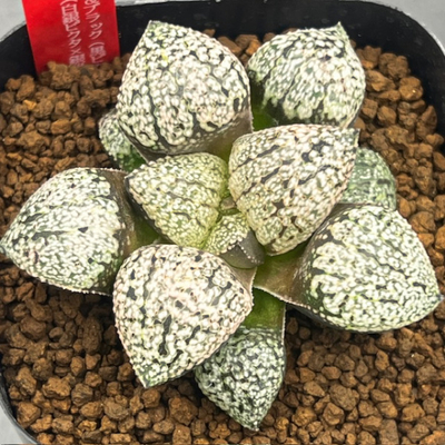 1-3 実生苗　ブラック＆ブラック(黒ピクタ×黒ピクタ)×銀鱗(白銀ピクタ×銀世界)