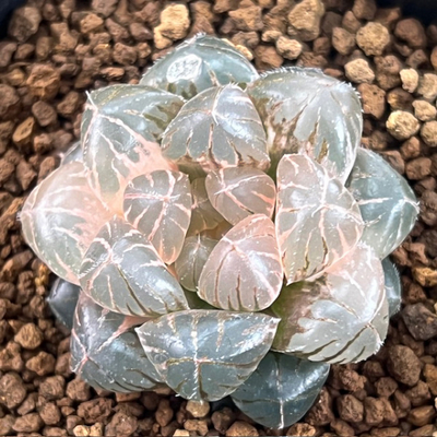 1-4 ブルーレンズオブツーサ錦　極上斑