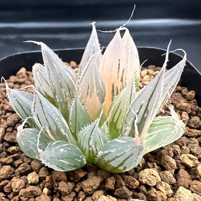 1-5 H.davidii錦　(Payne's Hill t.l) 極上斑