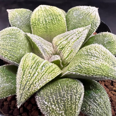 1-6 実生苗　YOK錦(タイガーピグ錦×コンプト)×銀鱗ボーイ(ブラックボーイ×銀鱗)