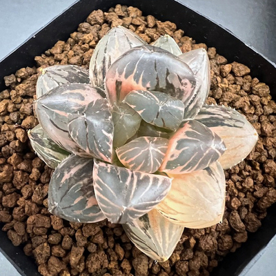 1-7 OMダルマ型　黒オブツーサ錦　極上斑