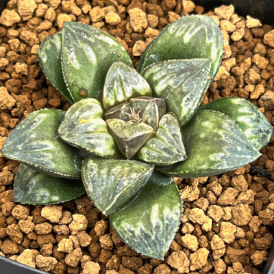 1-9 実生苗　シルバームチカ交配種