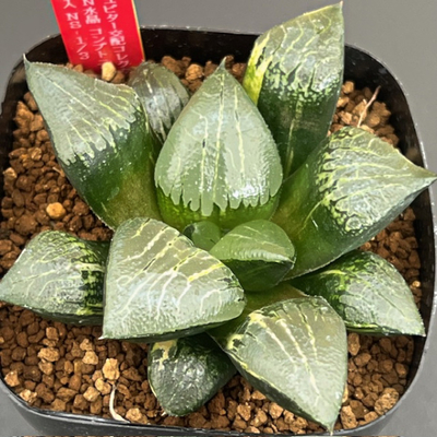 1-10 実生苗　ジュピター交配コレクタ錦S×N水晶コンプトニアーナ斑入　NS-1/3