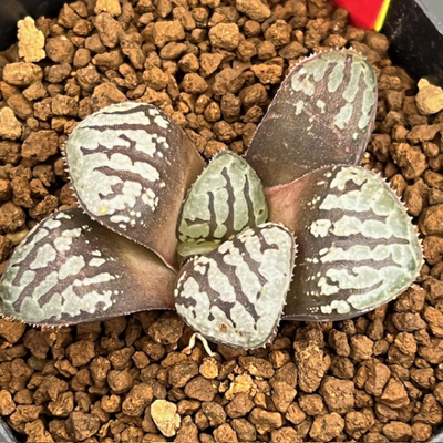 1-11 魔性(スプリング交配)×魔界(スプリング交配) NS-1/3