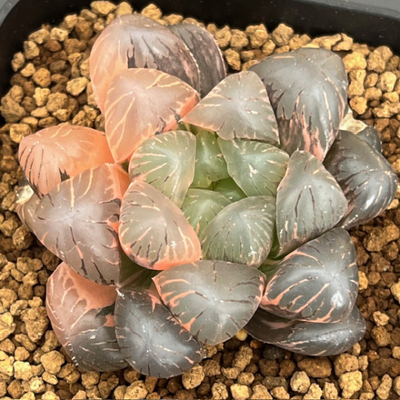 1-12 大型変異ドドソン紫オブツーサ　李紫錦　極上斑