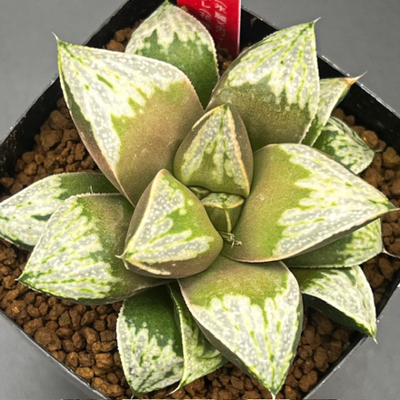 1-8 実生苗　氷麗ウルフ(氷麗×オワイトウルフ)×葵452スプレ(花葵×GM452スプレンデンス特選)　NS-1/3