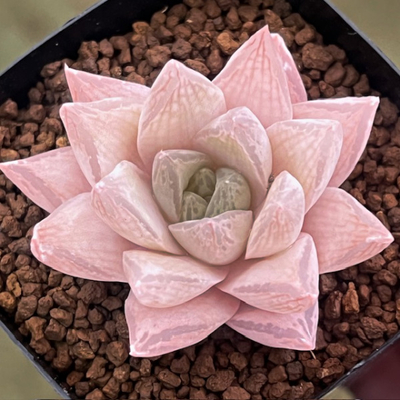 2-1 H.caca Lushington Kowie(N-2)