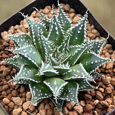 2-2 YH(ロンバートスター×ケントワンダー)×ギガス選抜＃2 NS-3/3