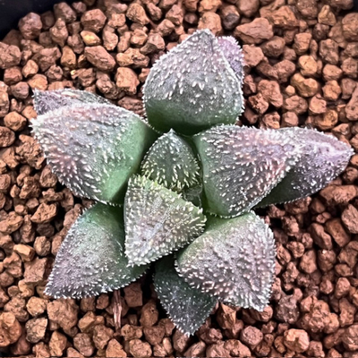 2-3 チョコ蟹(台湾)　毛蟹交配特選