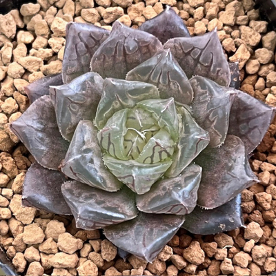 2-4 実生苗　ロックブル(巨大ロック×ブルエンペラー)NS1/1×LEDレッド(エメラルドLED×ブルエンペラーNS)