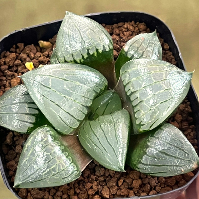 2-5 実生苗　H2Oコレクタ(塚原特大コレクタ)×JP4(ジュピター実生特選コレクタ)