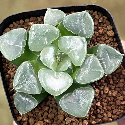 2-6 「クリスタルボール」白雲の特丸窓