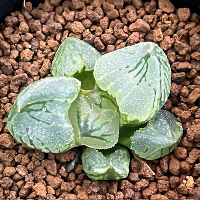 2-7 虞美人　大型ダルマ窓