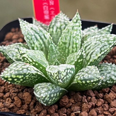 2-8 実生苗　スパンコールN(エメリアエ×強刺ヘルバセア)×エイプリル(白帝城交配特選)