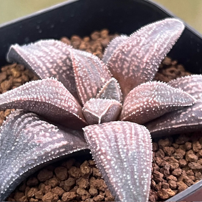 2-9 実生苗　Koelmaniorum×Wimii