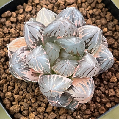 2-10 OMダルマ黒オブツーサ錦　極上斑