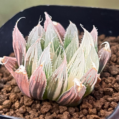 2-11 H.davidii(Payne’ｓ Hill t.l) 極上斑