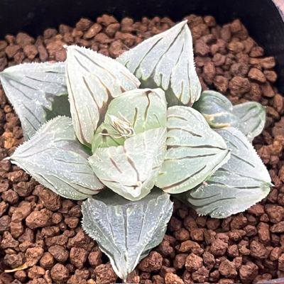 2-12 魔人ミュータント(PA1)大魔人(黒模様窓レツーサ交配美種)×ミュータントピグマエア