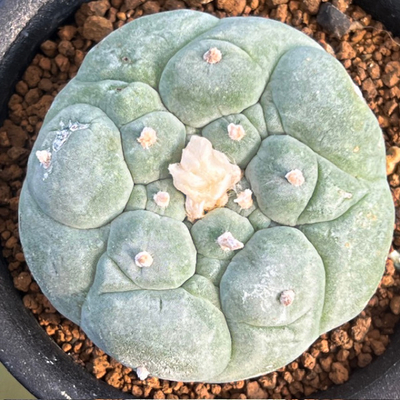 1　ロフォフォラ　疣銀冠玉