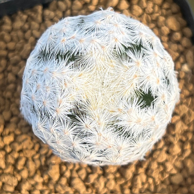 2　マミラリア　大文字