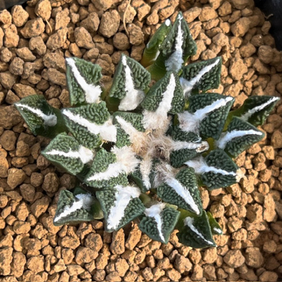 3　アリオカルプス　黒牡丹　成田氏実生苗