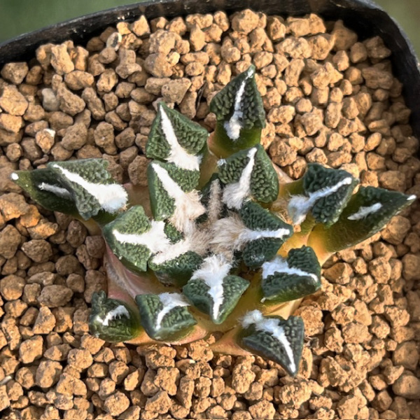 4 アリオカルプス 黒牡丹 成田氏実生苗 | カクタス・ニシオンライン