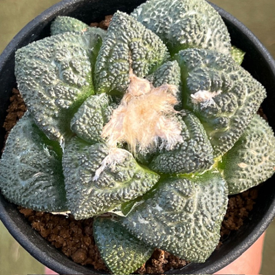 5　アリオカルプス　亀甲牡丹　実生苗