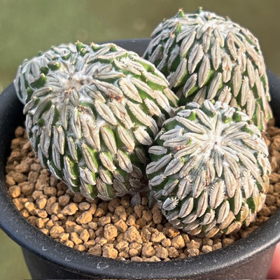 6　ペレキフェラ　精巧丸