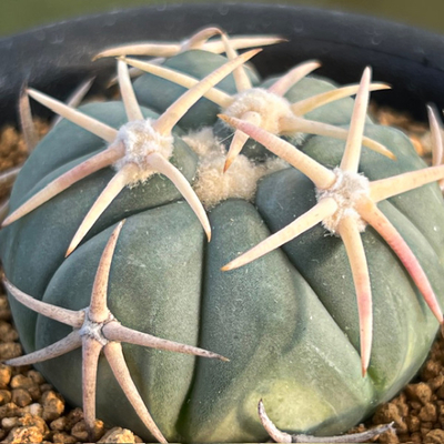 7　エキノカクタス　白刺　太平丸　実生苗