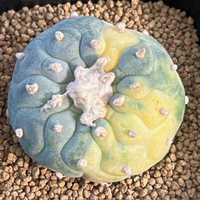 8　ロフォフォラ　銀冠玉錦